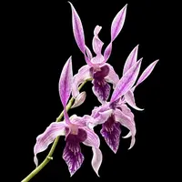Dendrobium King “#3"