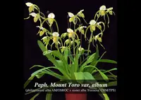 Paph. Mount Toro var. album 'Note: Limited ' (philippinense alba ' Sunlight #5 SM/TPS x stonei alba 'Formosa' CHM/TPS)
