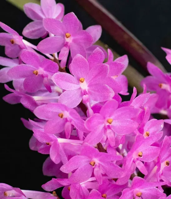 Vanda Motes Adorbs (Vanda)