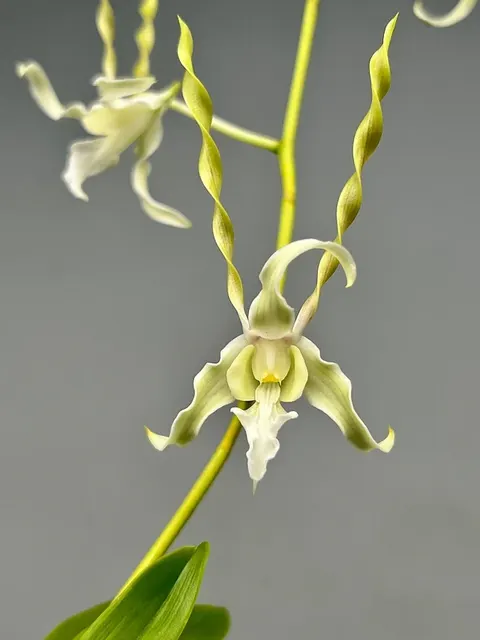 Dendrobium antennatum var Alba (Dendrobium)
