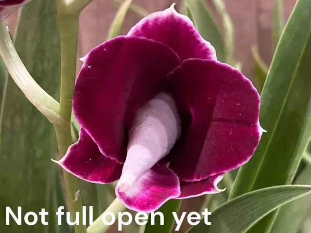 Miltoniopsis Edie Brown x Pierre Langeron