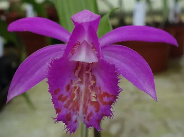 Pleione Tongariro