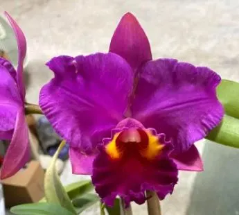 Rhyncholaeliocattleya Hsinying Rues 'Scarlet Rouge' (Rhyncholaeliocattleya)