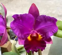 Flask - Cattleya Rlc Hsinying Rues 'Scarlet Rouge'