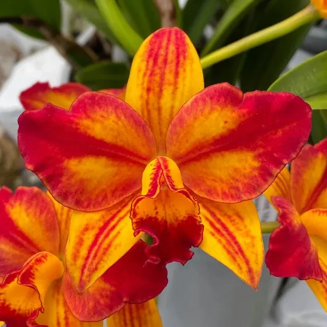 Cattlianthe Barefoot Mailman