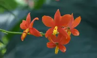 Encyclia vitellina — 6 cm / No