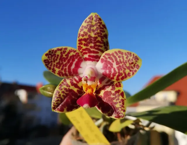 Phalaenopsis Orchid World 'Ching Hua'
