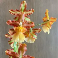 Odontocidium Catatante 'Kilauea Karma' Orchid Comes in 4" Pot