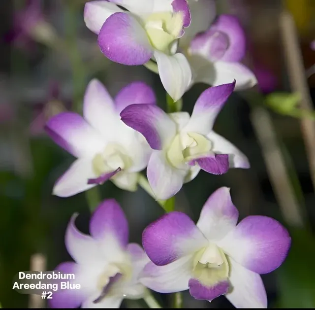 Dendrobium 5 White Purple (Dendrobium)