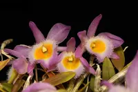 Dendrobium loddigesii