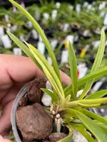 Neofinetia falcata ‘Shinkoto’