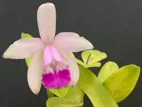 Cattleya intermedia ‘ESOP1’ - blooming size plant
