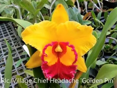 Rhyncholaeliocattleya Village Chief Headache 'Golden Pin' (Rhyncholaeliocattleya)