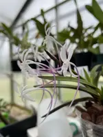 Neofinetia falcata ‘Juyeong’
