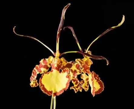 Oncidium Alliance - Psychopsis Mendenhall FCC/AOS 'Hildos' (Oncidium)