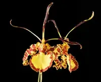 Oncidium Alliance - Psychopsis Mendenhall 'Hildos' FCC/AOS — BS