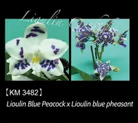 Phal. Lioulin Blue Peacock x Lioulin blue pheasant