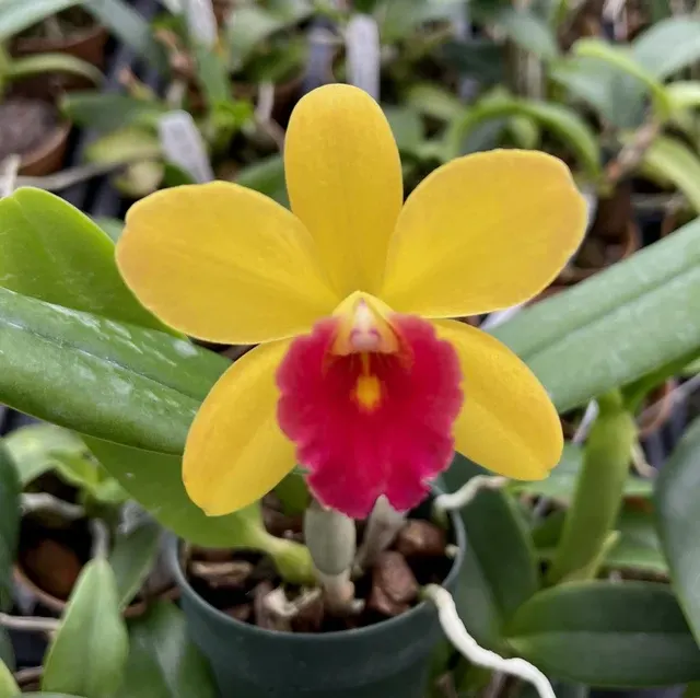 Cattleya Small World x Beaufort