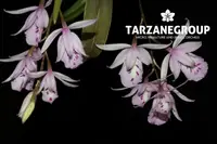 BARKERIA PALMERI SMALL ORCHID MOUNTED