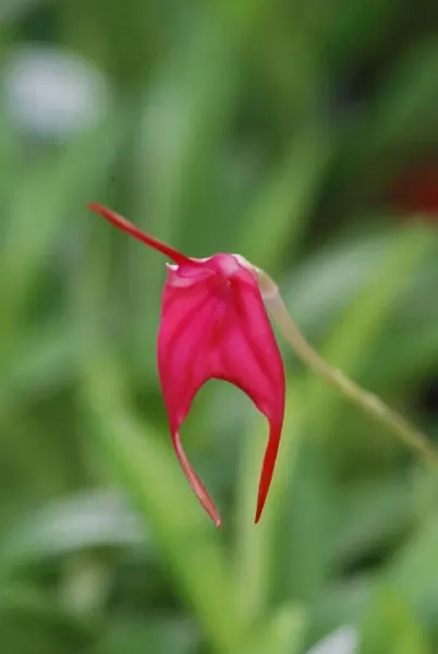 Masdevallia barleana (Masdevallia)