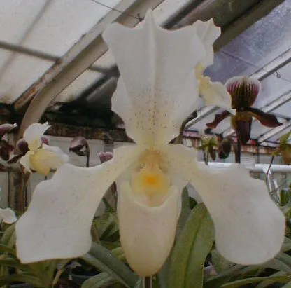 Paphiopedilum PHIPS