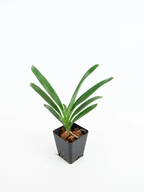 Angraecum sesquipedale 'Darwin Orchid'