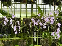 Ionopsis utriculariodes