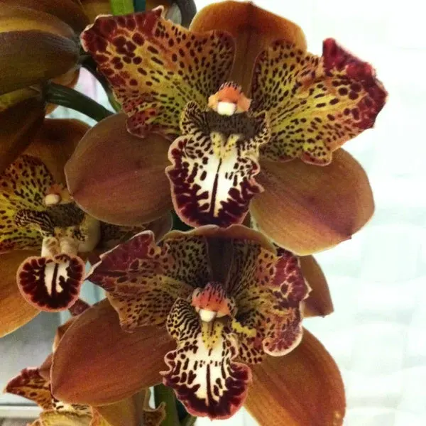 Cymbidium Rothesy 'Butterfly'