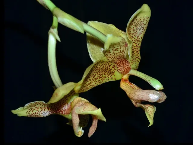 Stanhopea gibbosa x