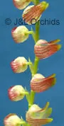Stelis langlassei (Stelis)