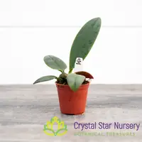 Bulbophyllum Phalaenopsis (Dwarf Variety) — 2" Pot Oversized / Without Spike