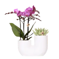 Roze orchidee Vienna en succulent in Tube sierpot | wit
