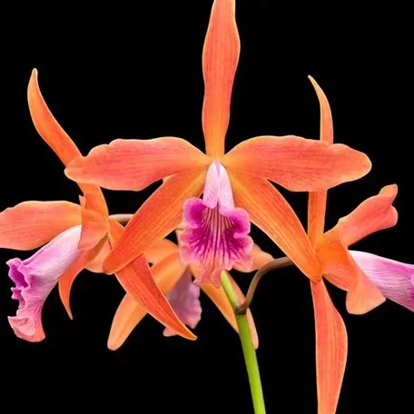 Cattleya Zip (Cattleya)