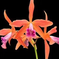 Cattleya Zip (=tenebrosa × milleri) 2.5"