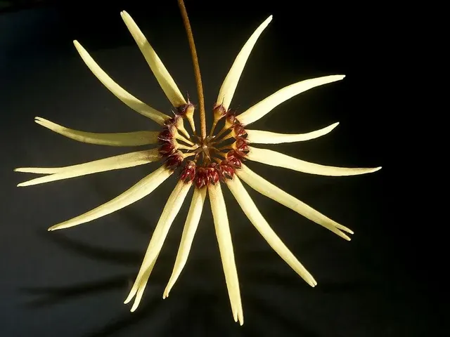 Bulbophyllum makoyanum (Bulbophyllum)