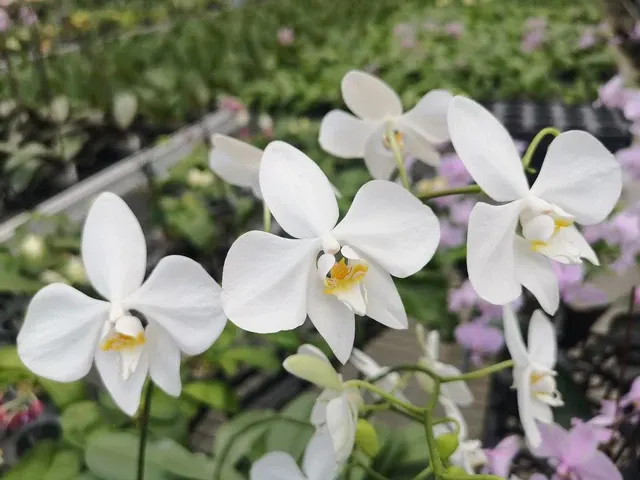 Phalaenopsis amabilis orchid species and very fragrant 'Irian Jaya'