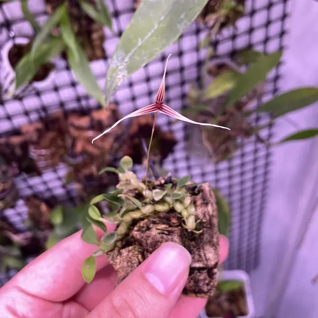 Bulbophyllum tristriatum (Bulbophyllum)