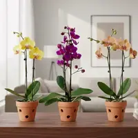 Phalaenopsis in Buds & Flowers in Terracotta Pot | 6 Months Subscription Pack