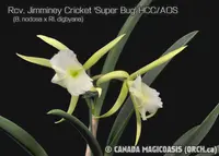Rcv. Jimminey Cricket 'Super Bug' HCC/AOS (B. nodosa x Rl. digbyana) (M351) (Hybrid) Rcv.=Rhynchovola / B.=Brassavola / Rl.=Rhyncholaelia