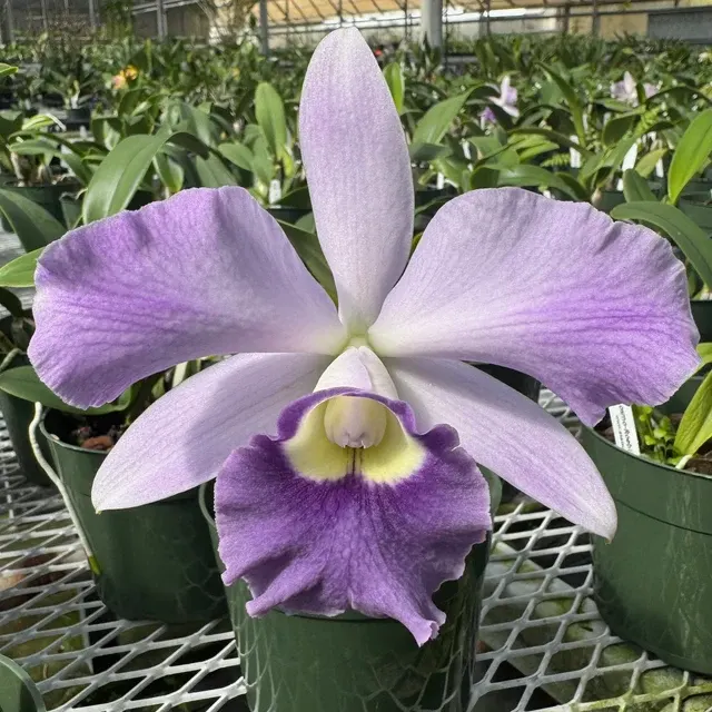 Cattleya Cosmo-Roebling - Buds 'Volcano Queen'