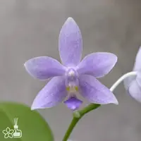 [Bare-root] #PA# Phal. equestris v. coerulea x Germaine Vincent var. blue [2.4" BS][Sept in stock 26]