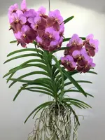 Vanda sanderiana ‘Pink’