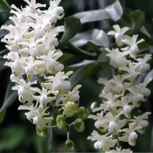Aerides odoratum alba sp (Aerides)
