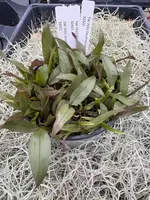 COMPOT Dendrobium lamellatum