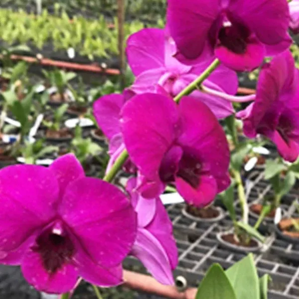 Dendrobium Orawan x Thailand