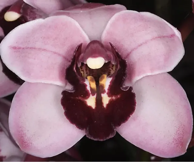 Cymbidium Yai 'Monica'