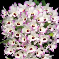 Dendrobium Love Memory Fizz Orchid Plant - BS