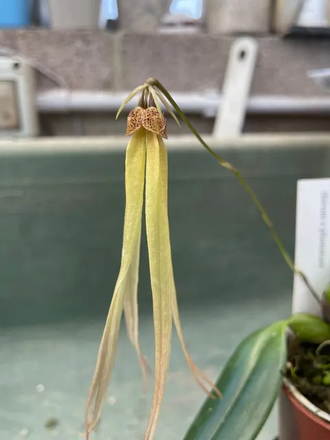 Bulbophyllum thiurum x plumatum (Bulbophyllum)