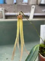Bulbophyllum thiurum x plumatum