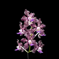 Perreiraara Suwannaphum Mighty Lilac Savor